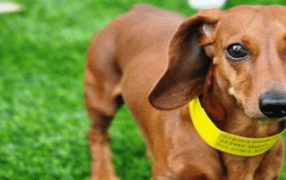 Artificial Grass Landscape Products - Coronado Best Turf, San Diego