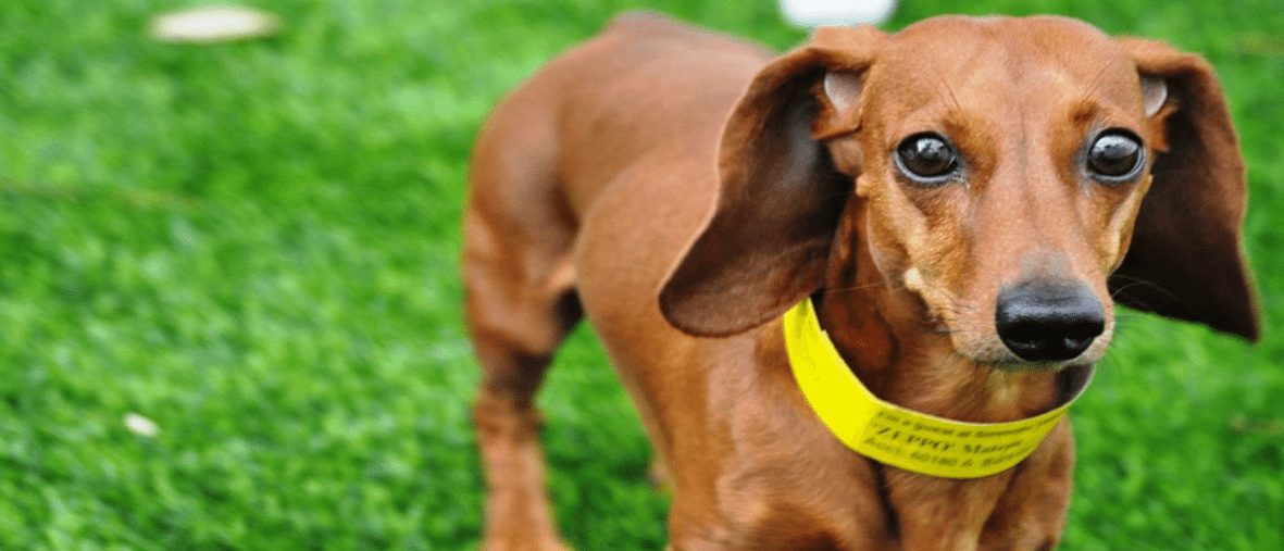 Pet Turf 2 wide Artificial Grass Landscape Products - Coronado Best Turf, San Diego