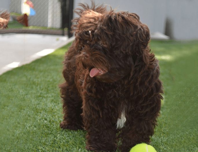 Pet Turf Landscape - Coronado Best Turf, Artificial Grass in San Diego